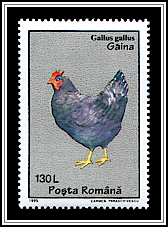 Gallus Gallus