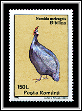 Numida Meleagris