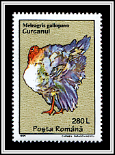 Meleagris Aallopavo