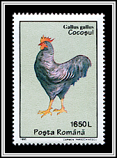 Gallus Gallus