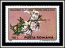 Paulownia Tomentosa