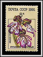 Orchis Purpurea
