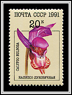 Calypso Bulbosa