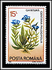Gentiana Cruciata Phlogifolia
