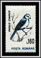 Parus Cyanus