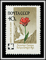 Tulipa Gregii