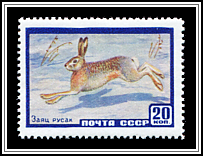 European Hare