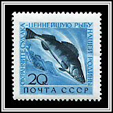 Lucioperca Lucioperca