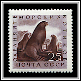 Callorhinus Ursinus