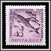 Coregonus Lavaretus