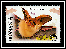 Brown Long-eared Bat (Plecotus auritus)