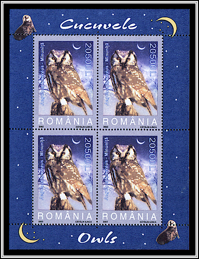 Boreal Owl