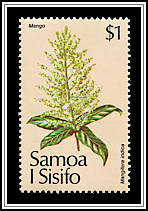 Mango Tree
