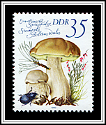 Boletus