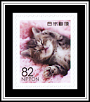 Domestic Kitten
