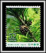Japanese Black Pine