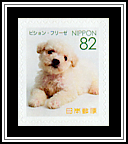 Bichon Frise