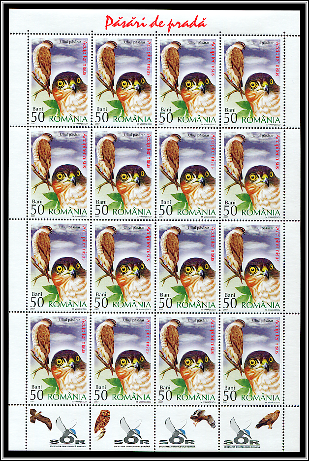 Sparrowhawk (Accipiter nisus) MS Type I