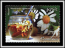 Chamomile