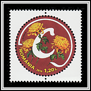 Garden Chrysanthemum