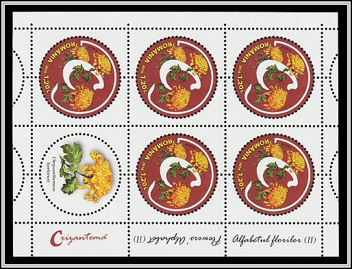 Garden Chrysanthemum (Chrysanthemum hortorum)