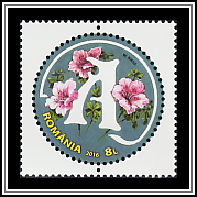 Japanese Azalea