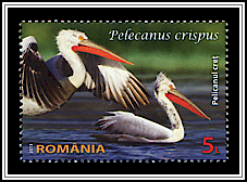 Dalmatian Pelican