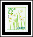 Narcissus