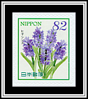 Hyacinth