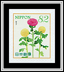 Chrysanthemum