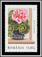 Pink Zonal Pelargoniums