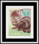 Common Wombat