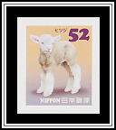 Domestic Sheep