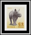 Black Rhinoceros