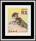 Japanese Macaque