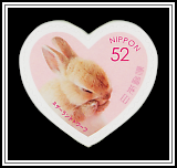 Netherland Dwarf Rabbit