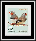 Zebra Finch