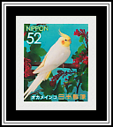 Cockatiel