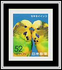 Parakeets
