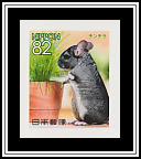 Chinchilla