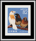 Society Finches