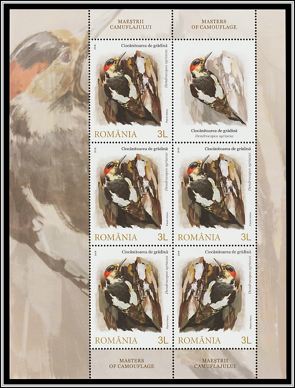 Spotted Woodpecker (Dendrocopos syriacus)
