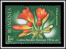 Bush Lily (Clivia miniata)