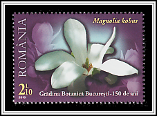 Kobushi Magnolia (Magnolia kobus)