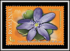 Liverwort (Hepatica transsilvanica)