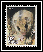 Japanese Dormouse