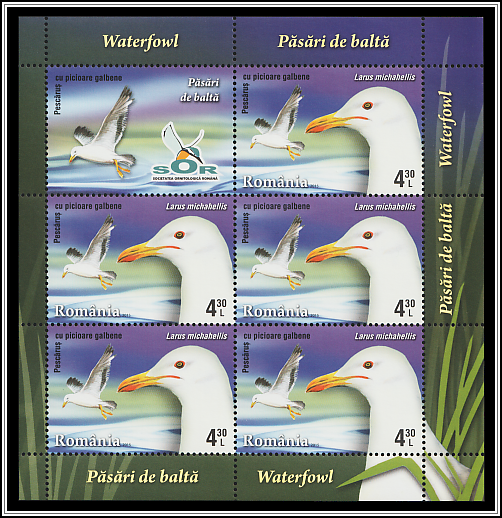 Yellow-legged Gull (Larus cachinnans michahellis)