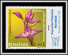 Red Helleborine (Cephalanthera rubra)