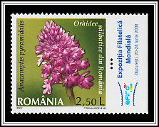 Pyramidal Orchid (Anacamptis pyramidalis)