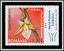 Marsh Helleborine (Epipactis palustris)